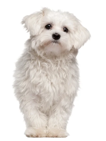 Maltese puppy, 9 month old, standing in front of white background — Stock Photo, Image
