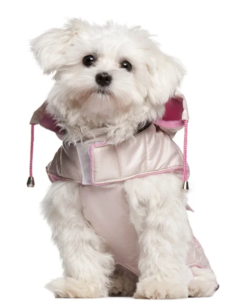 Maltees pup dragen van roze jas, 9 maanden oud, zit op witte achtergrond — Stockfoto