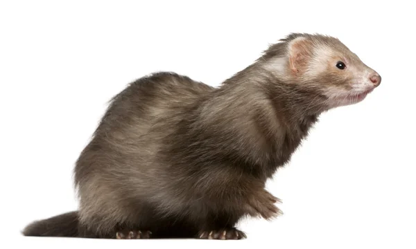 Ferret, 3 years old, sitting in front of white background — Stock Photo, Image