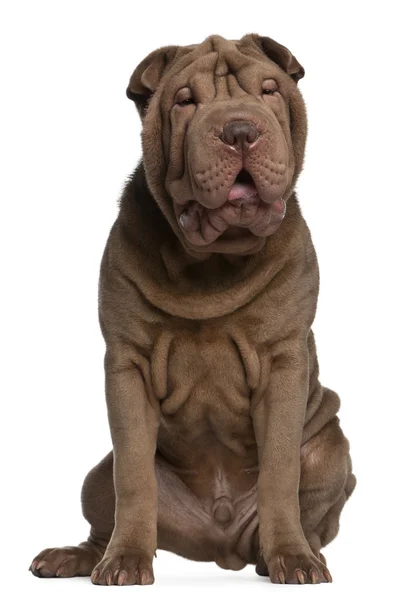 Shar Pei puppy, 5 months old, sitting in front of white background — Stock Photo, Image