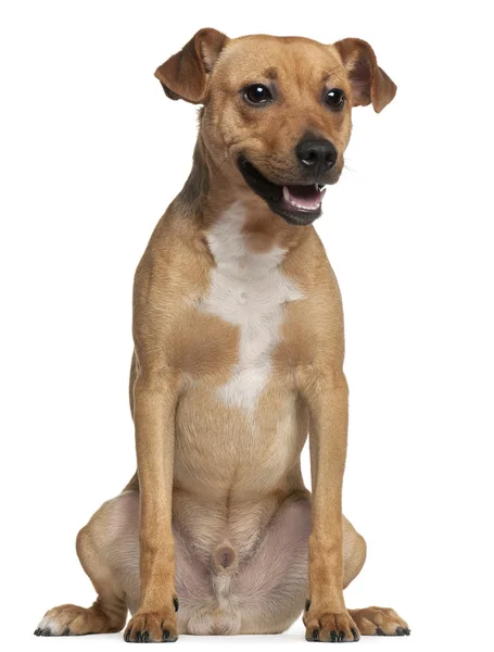 Mischlingshund, 6 Monate alt, sitzt vor weißem Hintergrund — Stockfoto