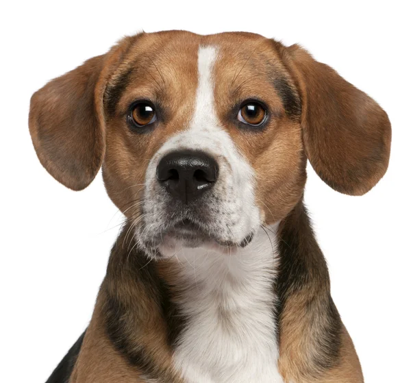 Close-up of Beagle, 3 years old, in front of white background — Stock Photo, Image