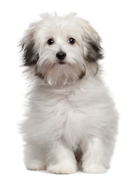 Bolognese pup, 6 maanden oud, zitten in de voorkant van witte achtergrond — Stockfoto
