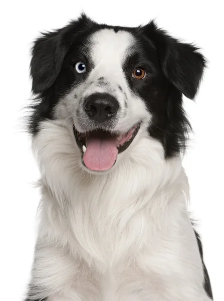 Close-up of Border Collie, 14 months old, panting in front of white background — Stock Photo, Image