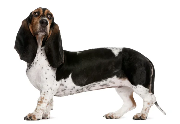 Basset Artesien Normand dog, 11 months old, standing in front of white background — Stock Photo, Image