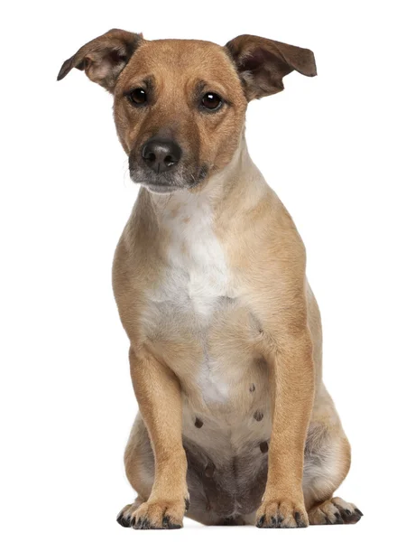 Gemengd ras hond, 4 jaar oud, zitten in de voorkant van witte achtergrond — Stockfoto