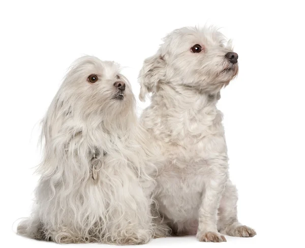 Maltesiska hundar, 5 och 7 år gamla, sitter framför vit bakgrund — Stockfoto