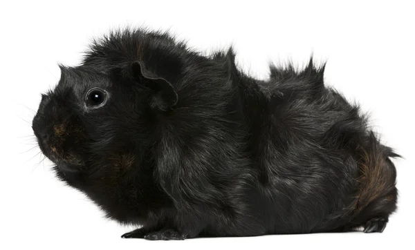 黑豚鼠，3 岁，在白色背景前 — 图库照片