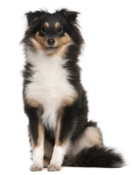 Shetland Sheepdog puppy, 6 months old, sitting in front of white background — Stock Photo, Image