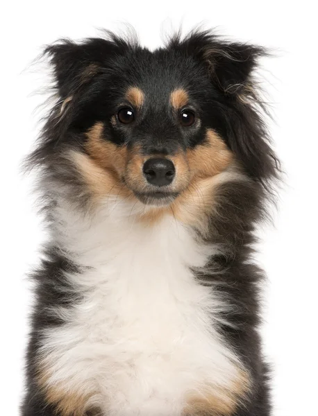 Detail Sheltie štěně, 6 měsíců starý, před bílým pozadím — Stock fotografie