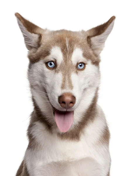 Close-up of Siberian Husky puppy, 4 months old, in front of white background — Stock Photo, Image