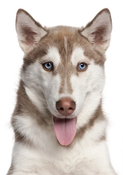 Primer plano del cachorro Husky siberiano, de 4 meses de edad, frente al fondo blanco —  Fotos de Stock