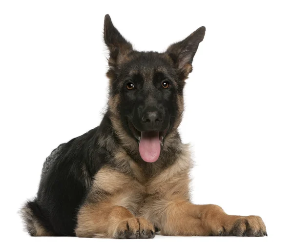 German Shepherd puppy, 4 months old, lying in front of white background — Stock Photo, Image