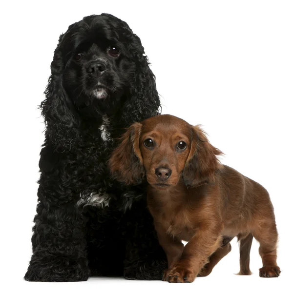 American Cocker Spaniel, 2 years old, and Dachshund puppy, 4 months old, in front of white background — Stock Photo, Image
