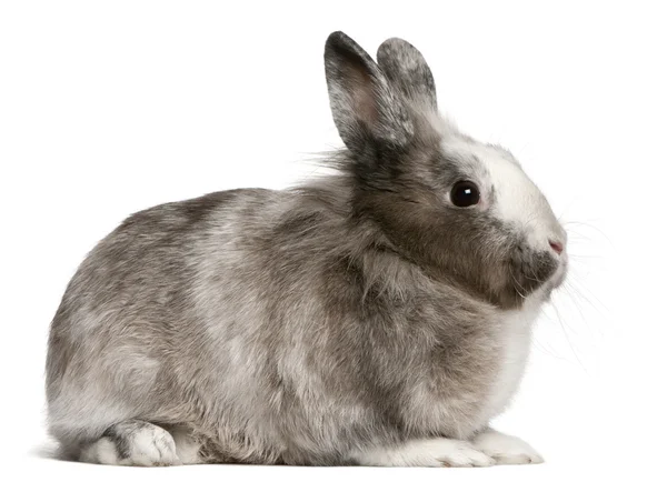 Rabbit, 11 meses, sentado na frente do fundo branco — Fotografia de Stock