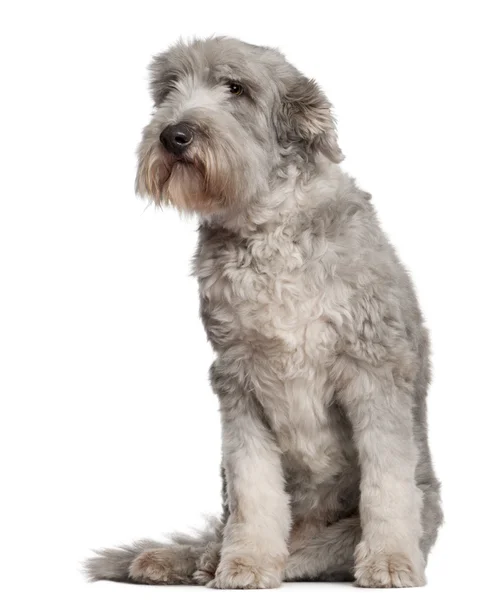 Bearded Collie, 10 years old, sitting in front of white background — Stock Photo, Image
