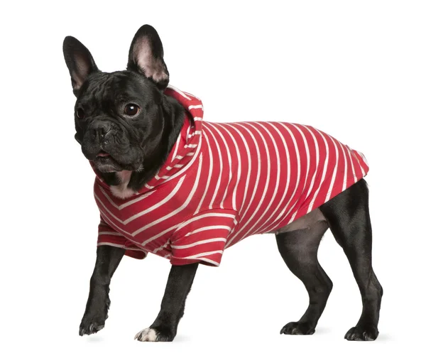 在红色和白色的条纹衬衫，2 岁，站在白色背景前的法国斗牛犬 — 图库照片