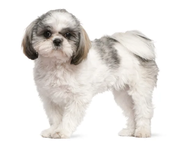 Shih Tzu, 8 months old, standing in front of white background — Stock Photo, Image