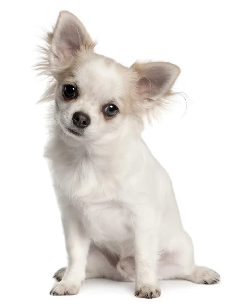 Szczeniak Chihuahua, 4 miesiące, siedząc z przodu białe tło — Zdjęcie stockowe