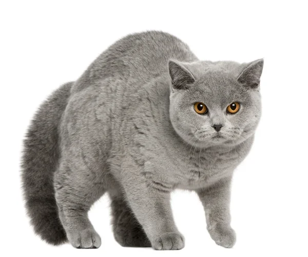 Britânico Shorthair Cat, 8 meses, andando em frente ao fundo branco — Fotografia de Stock