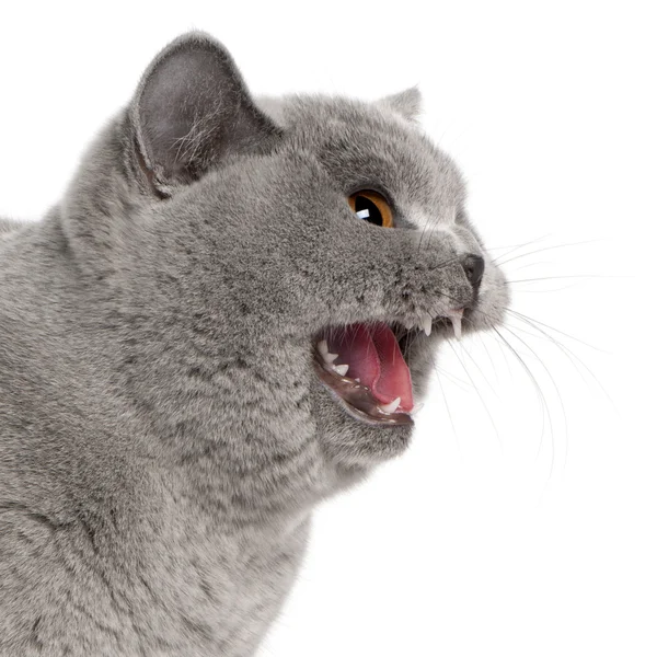 Scared British Shorthair cat hissing, 8 months old, in front of white background — Stock Photo, Image