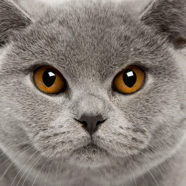Закри Британська короткошерста кішка, 8 місяців — стокове фото
