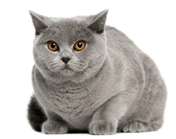 British Shorthair Cat, 8 months old, sitting in front of white background — Stock Photo, Image