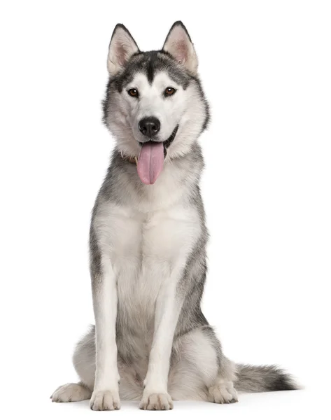 Siberian Husky, 1 year old, sitting in front of white background — Stock Photo, Image