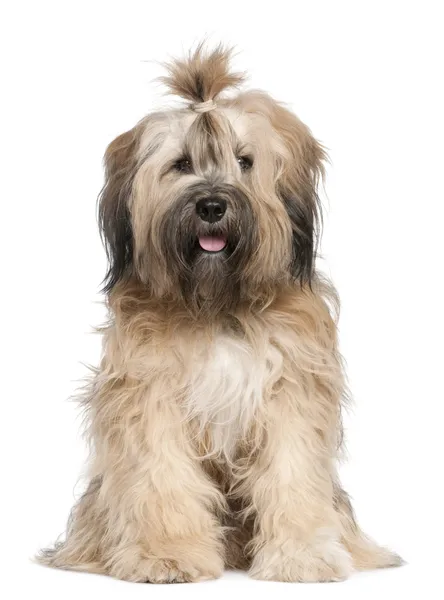 Tibetan Terrier, 1 year old, sitting in front of white background — Stock Photo, Image