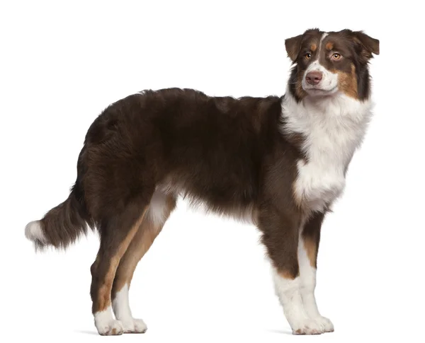 オーストラリアン シェパードの犬は、7 ヶ月、白い背景の前に立って — ストック写真