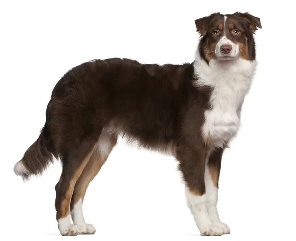 Australian Shepherd dog, 7 months old, standing in front of white background — Stock Photo, Image