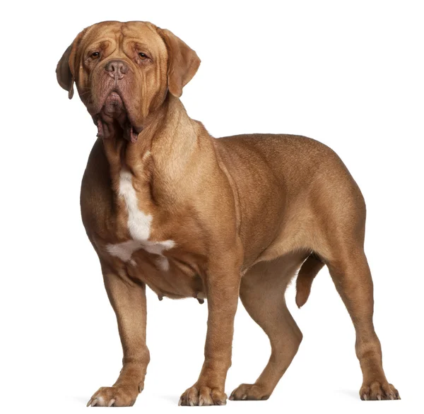 Dogue de Bordeaux, 7 years old, standing in front of white background — Stock Photo, Image