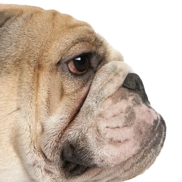 Close-up of English Bulldog, 16 months old, in front of white background — Stock Photo, Image