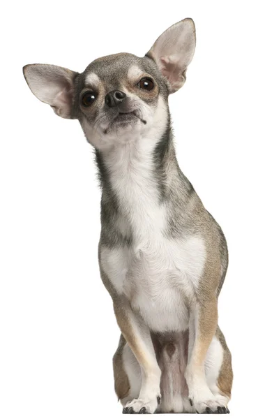 Chihuahua, 3 yıl yaşlı, önünde oturan arka plan beyaz. — Stok fotoğraf