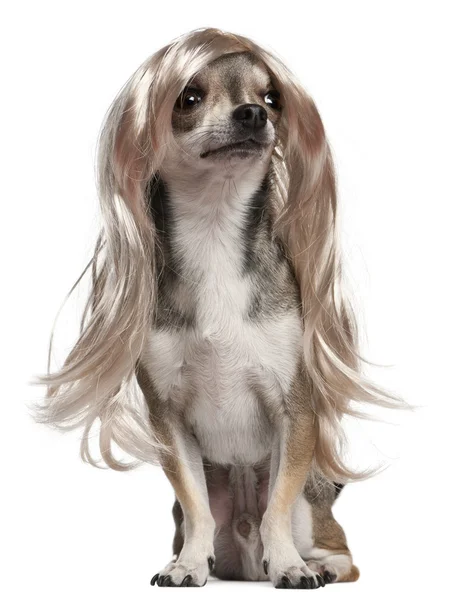 Chihuahua with long hair wig, 3 years old, sitting in front of white background — Stock Photo, Image