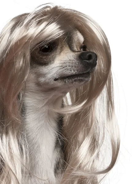 Primo piano di Chihuahua con parrucca a capelli lunghi, 3 anni, davanti allo sfondo bianco — Foto Stock