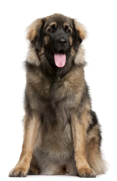 Leonberger, 11 months old, sitting in front of white background — Stock Photo, Image