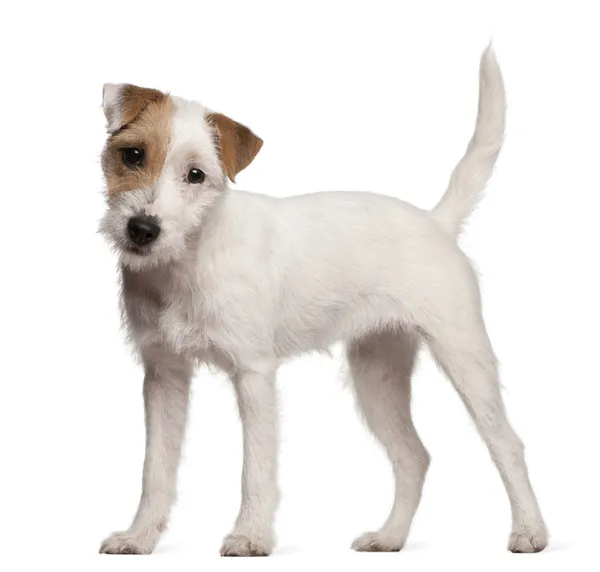 Parson russell teriér štěně, 6 měsíců starý, stojící před bílým pozadím — Stock fotografie