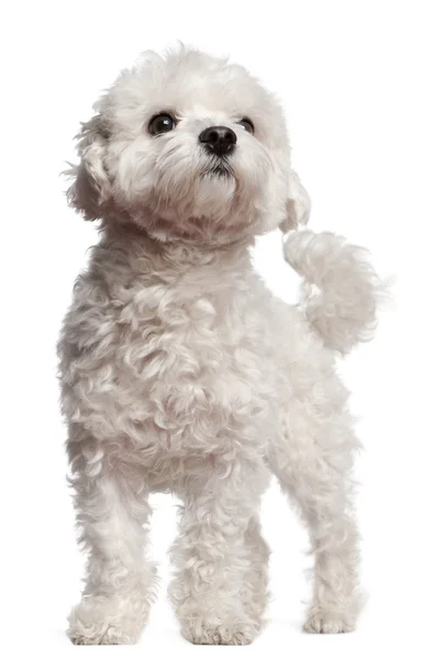 Maltese, 2 and a half years old, standing in front of white background — Stock Photo, Image