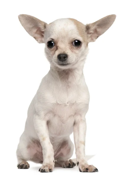 Chihuahua cachorro, 5 meses, sentado delante de fondo blanco — Foto de Stock