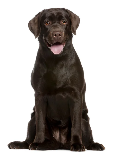 Labrador Retriever, 7 months old, sitting in front of white background — Stock Photo, Image