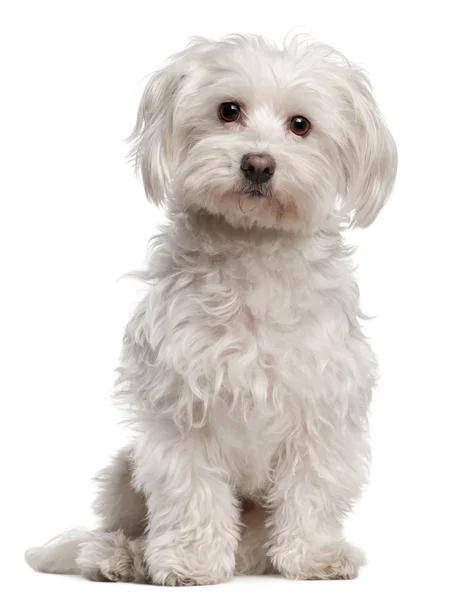 Maltese, 8 years old, sitting in front of white background — Stock Photo, Image