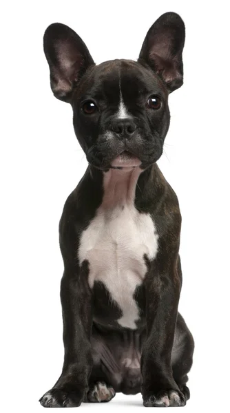 Franse bulldog pup, 3 maanden oud, zit op witte achtergrond — Stockfoto