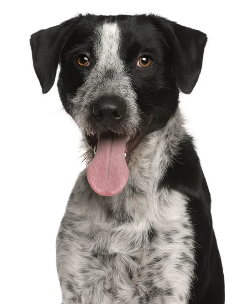 Karışık-breed köpek, 1 yıl beyaz arka plan eski, yakın çekim — Stok fotoğraf