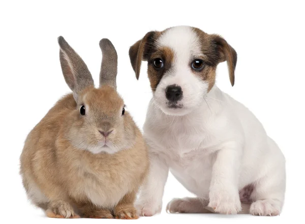 Jack Russell Terrier puppy and a rabbit, in front of white background