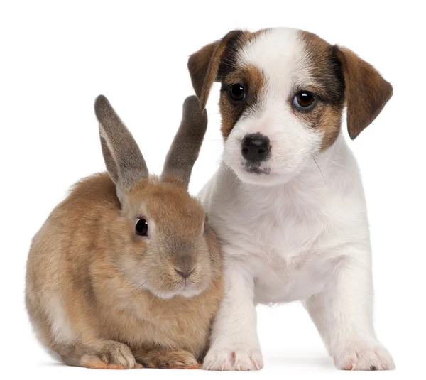 Jack Russell terrier köpek ve tavşan, beyaz arka plan önünde — Stok fotoğraf