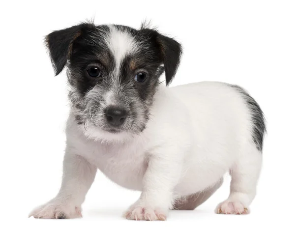 Jack russell Terriër pup, 2 maanden oud, voor witte achtergrond — Stockfoto