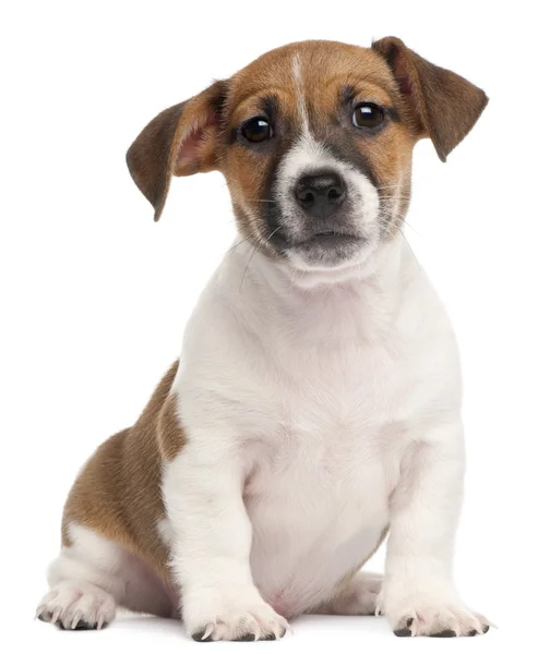 stock image Jack Russell Terrier puppy, 2 months old, sitting in front of white background