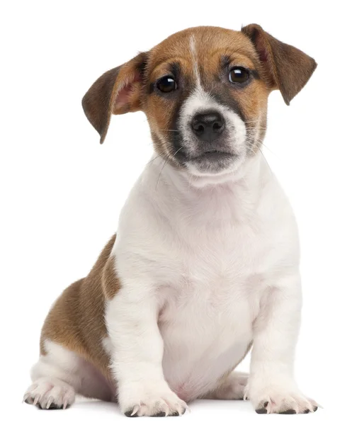 Stock image Jack Russell Terrier puppy, 2 months old, sitting in front of white background