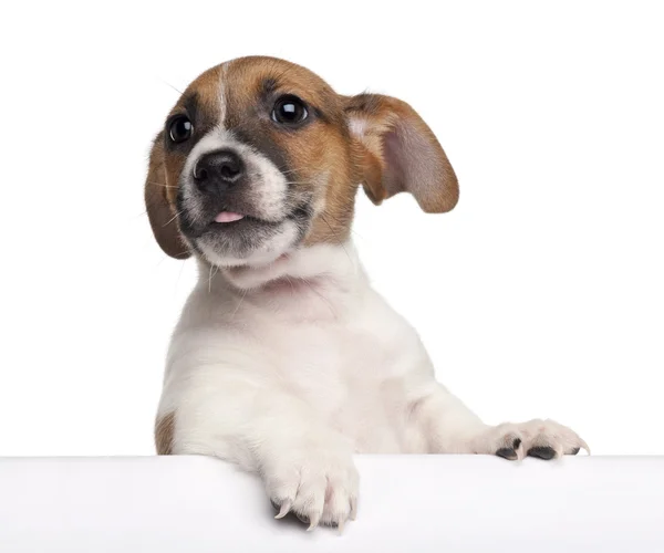 Jack Russell Terrier pentu, 2 kk vanha, istuu valkoisen taustan edessä — kuvapankkivalokuva